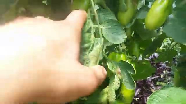 San marzano Paradaiz смотреть онлайн