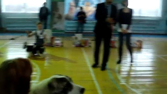 Кубок Фортуны Темиртау выставка собак 27.04.2014 смотреть онлайн
