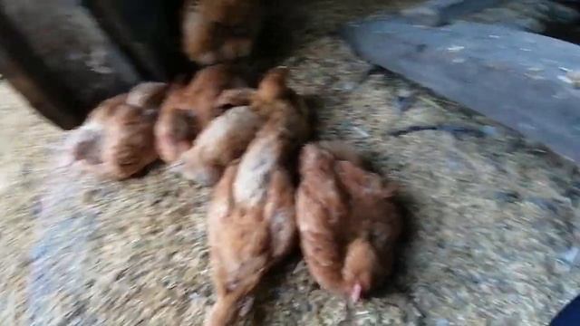 ?Купили цыплят породы Редбро. Описание кур породы Редбро. Знакомство со старыми курами. ? смотреть онлайн