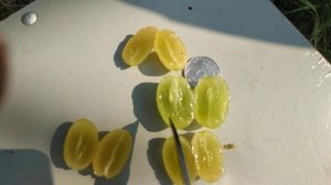 Виноград выставочный и Белая акация 2021г