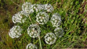 Одно из самых ядовитых растений в мире и в Норвегии. Цикута.