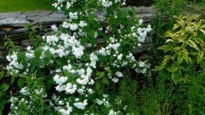 Быстрорастущие декоративные кустарники для Сибири, как выбрать, советы от Евгении