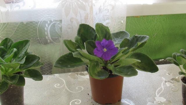 КАКАЯ ВОДА НУЖНА ФИАЛКЕ. КАК СМЯГЧИТЬ ВОДУ В ДОМАШНИХ УСЛОВИЯХ смотреть онлайн