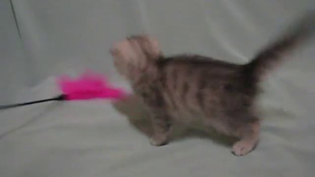 Шотландская вислоухая кошечка Дархана; 1,5 месяца смотреть онлайн