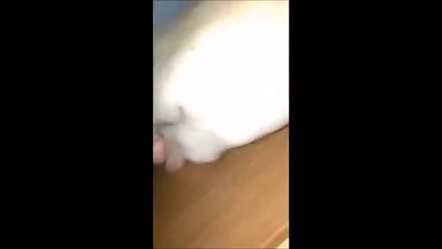 Губка Инволвер. Гринвей. +7(923)332-21-22  ГУБКА «ИНВОЛВЕР» AQUAMAGIC ABSOLUTE ЗЕЛЕНАЯ Greenway