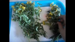 Зверобой.Как выглядит,как отличить и не спутать,