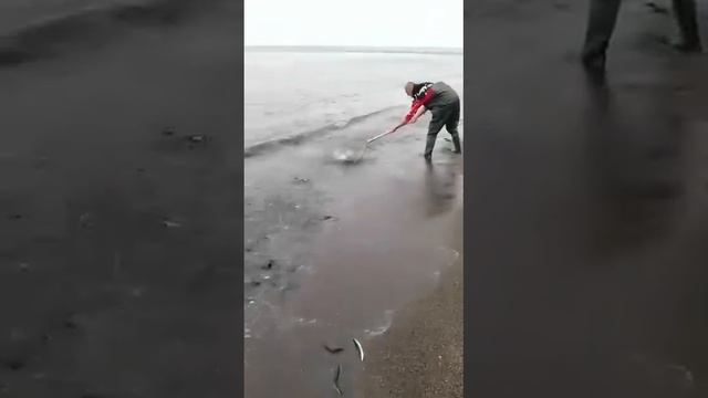 Сахалин. Апрель 2023 год. Мойва пришла на нерест. смотреть онлайн