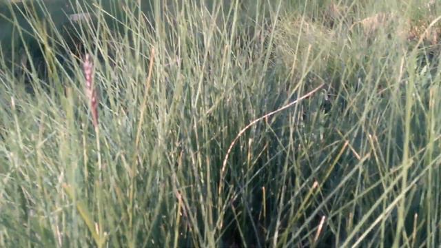نبات فيستيكا الناذر Festuca Glauca смотреть онлайн