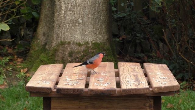 Birds TV ⭐ 8 HOUR Bird Bonanza for People, Cats and Dogs to Watch ⭐ смотреть онлайн