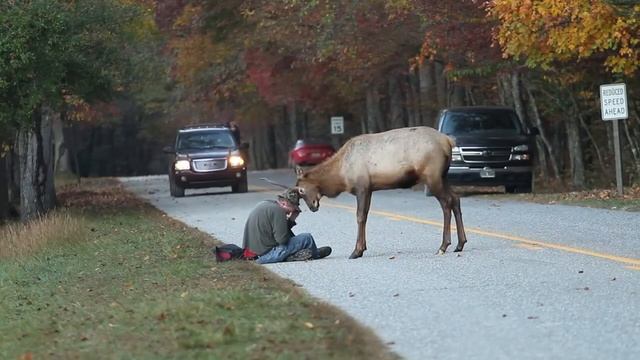 Забудай меня олень! смотреть онлайн