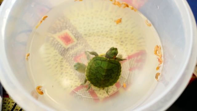 кормёжка молодняка красноухой черепахи! смотреть онлайн