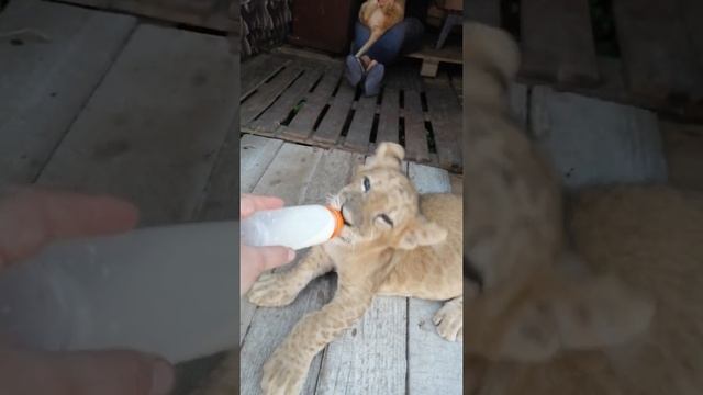 Сафари парк "Прайд" Гудаута. Наши львята набирают вес смотреть онлайн