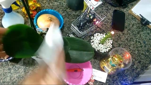 Como Combater Pragas Nas Nossas Orquídeas - Receitas Caseiras смотреть онлайн