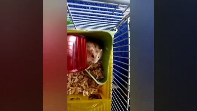 Можно купать хомяков? смотреть онлайн