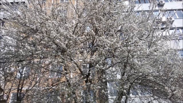 В Краснодаре весна/08.03.16/ смотреть онлайн