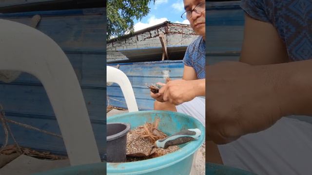 Unboxing snaggletooth and dragon toes agave. смотреть онлайн