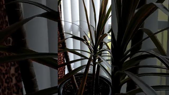 Dracaena Marginata смотреть онлайн