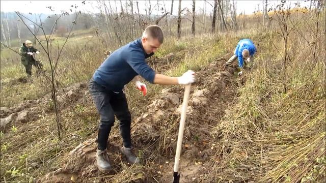 Посадка кедров и лиственниц смотреть онлайн