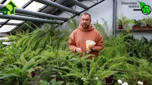 КОРКИ БАНАНОВ И ДР. ФРУКТОВ: так применяем или нет? Как использовать бесплатное удобрение без риска