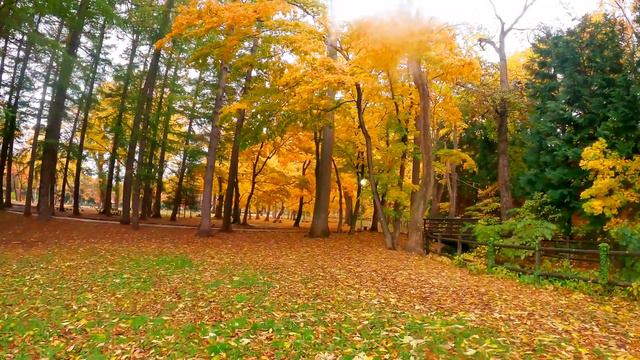 Sapporo's Stunning Fall Foliage | A Relaxing Walk In Maruyama Park, Hokkaido, Japan