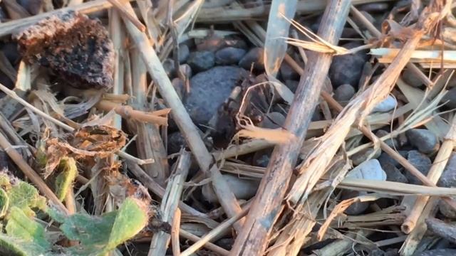 Spider fight with ant. The ant got trapped in the web. Драка паука с муравьем. Муравей в ловушке. смотреть онлайн