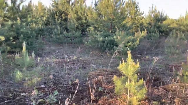 ПЕРВЫЙ БЕЛЫЙ ГРИБ БОРОВИК И МАСЛЯТА ПОШЛИ В МАЕ 2021 ГОДА! смотреть онлайн