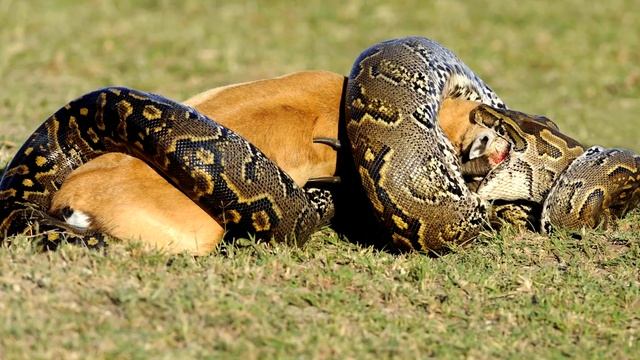 Змеи которые могут вас съесть смотреть онлайн
