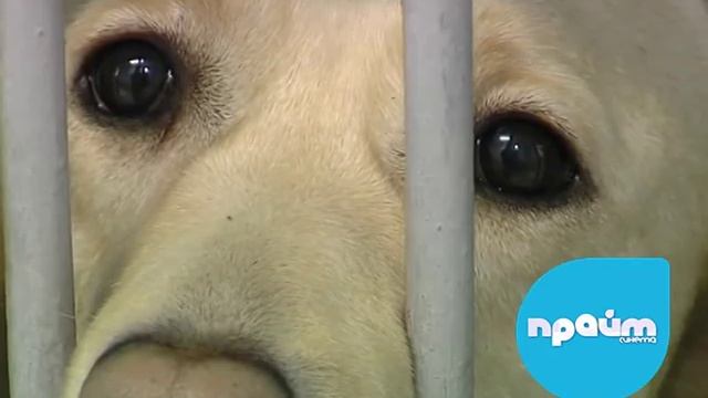 Таможня кинологи