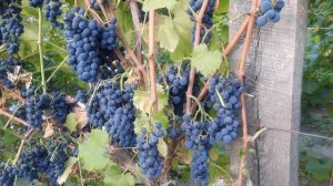 Виноград сорта Маршал Фош и Маркет .