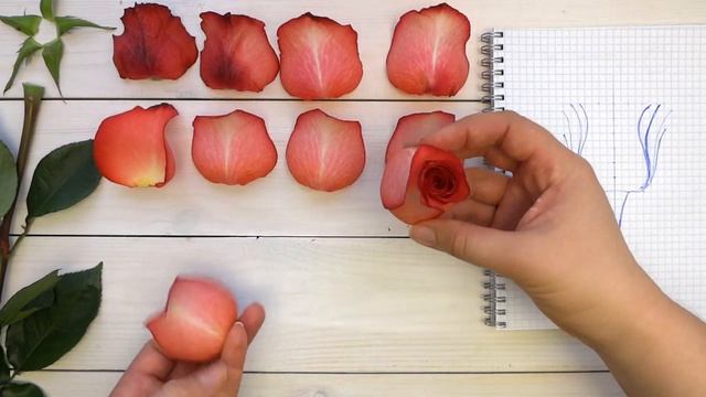 Ботанический разбор РОЗЫ ИГУАНА смотреть онлайн