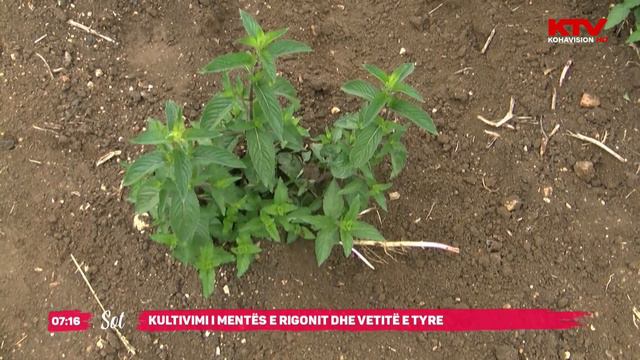 Kultivimi i Mentës e Rigonit dhe veititë e tyre смотреть онлайн