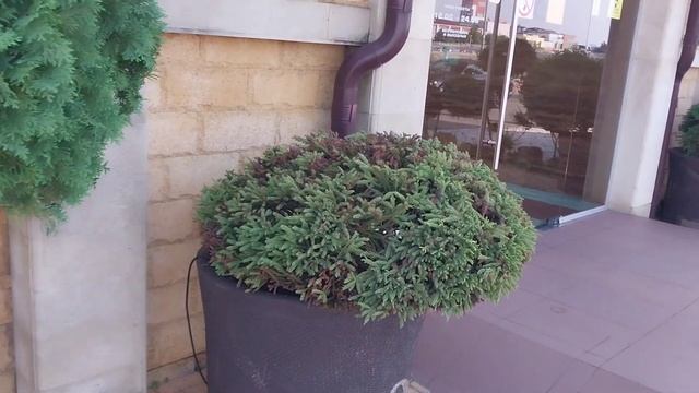 Примеры топиарной стрижки растений #garden #summer #топиарий #дача #сочи смотреть онлайн