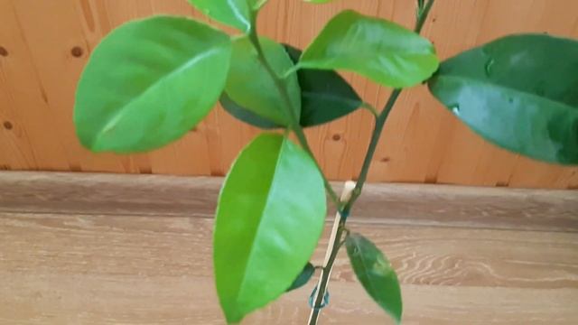 Новый цитрус. Лимон Санбокан на балкон. Sanbokan Limon