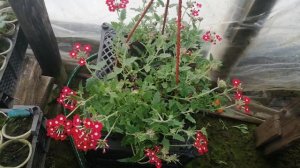 Вербена ампельная в кашпо.