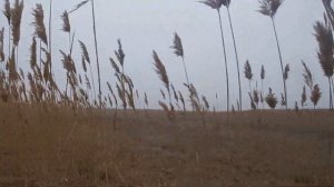 охота на шакала в камышах с гончими