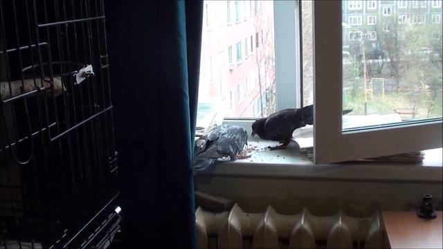 Голубь вернулся?!