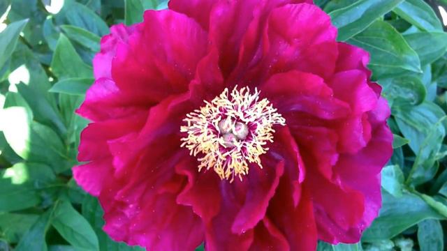 Peony Red Glory - www.peonyshop.com смотреть онлайн
