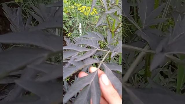 Бузины смотреть онлайн