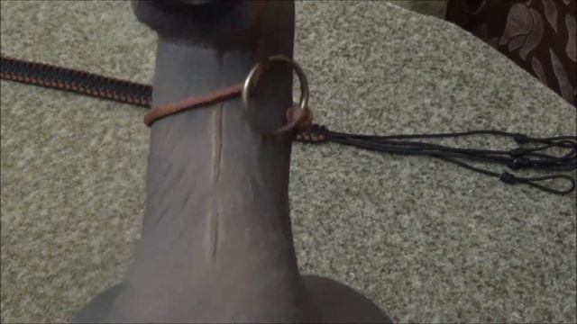 Переноска для дичи из паракорда. смотреть онлайн