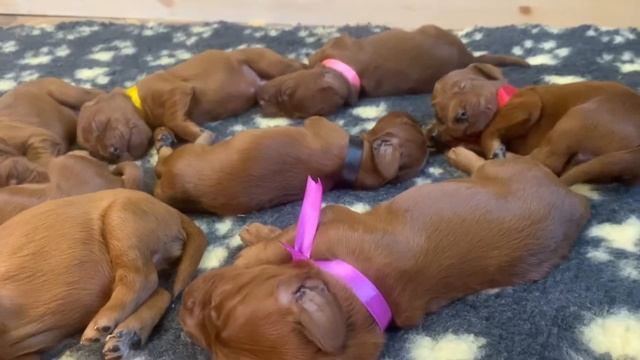 Щенки Ирландского сеттера в питомнике «Контарио Оде» / “Contario Ode Irish Setter Puppies смотреть онлайн