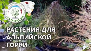 Альпийская горка. Обзор растений для альпийской горки.