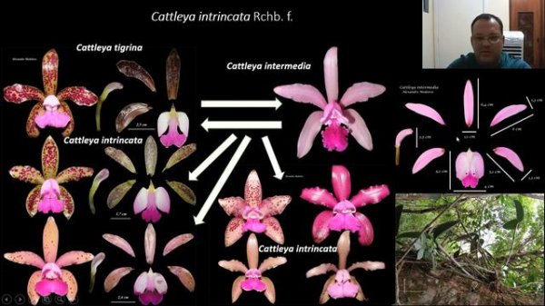 Vídeo 02 - Família Orchidaceae na APA da Costa Brava no estado de Santa Catarina, Brasil
