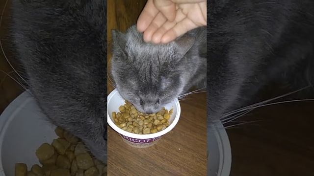 Как ест кошка без зубов. Дымка. Приют Петербург смотреть онлайн