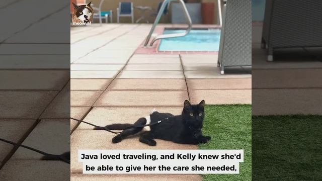 Meet Java, The Cute Kitten With Incontinence And Hind Leg Paralysis Who Travels The US With Her Mom смотреть онлайн