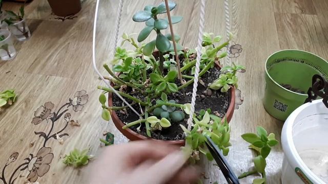 Обрезка и черенкование аптении смотреть онлайн