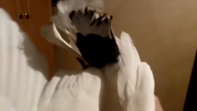 Бакинские голуби и их птенцы 19. 02. 2021 г.