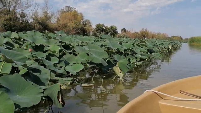 Мумра. Заправка на воде в лотосовых плантациях. смотреть онлайн