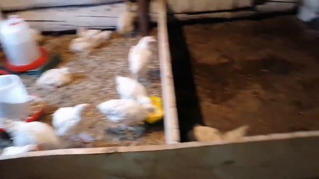 Вывод ЦЫПЛЯТ под КВОЧКАМИ! Две КВОЧКИ и ЦЫПЛЯТА/ Цыплята помесь обычных кур с брамой/Бородатые цыпы смотреть онлайн