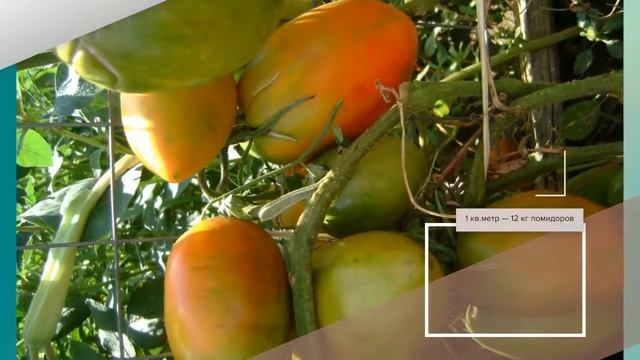 Томат Новый Кёнигсберг - описание сорта смотреть онлайн