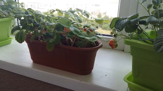 Огород на балконе🌲🌱🍓🍅 смотреть онлайн